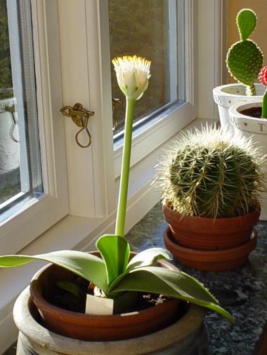 Billede af plante